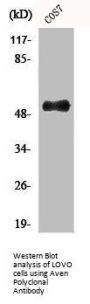 Aven Polyclonal Antibody