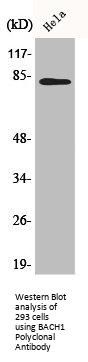 BACH1 Antibody