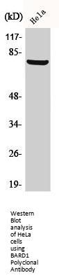 BARD1 Antibody