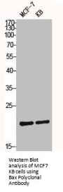 BAX Antibody