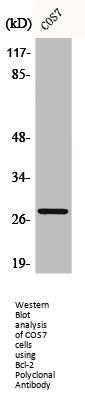 BCL2 Antibody