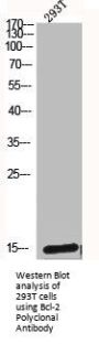 BCL2 Antibody