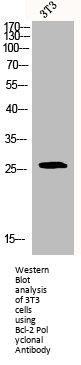 BCL2 Antibody