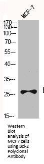 BCL2 Antibody