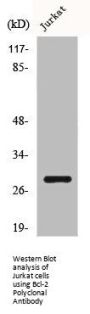 BCL2 Antibody