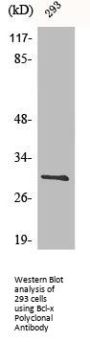 BCL2L1 Antibody