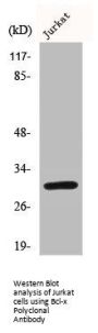 BCL2L1 Antibody