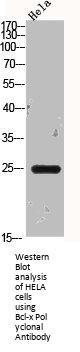 BCL2L1 Antibody