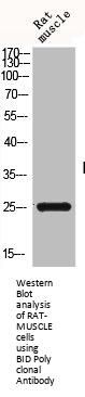 BID Antibody