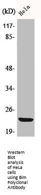 BCL2L11 Antibody