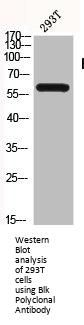 BLK Antibody