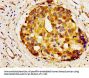 A1BG Antibody