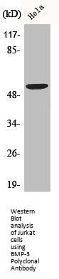 BMP3 Antibody