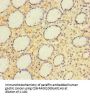 A4GNT Antibody