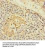 A4GNT Antibody
