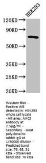 AACS Antibody