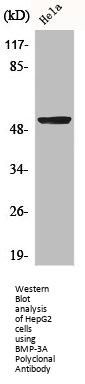 BMP3 Antibody