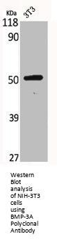 BMP3 Antibody