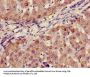 AADAC Antibody