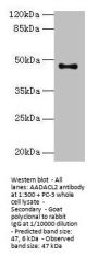 AADACL2 Antibody