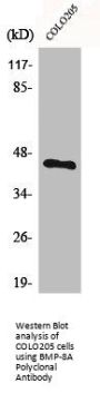 BMP8A Antibody