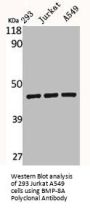 BMP8A Antibody