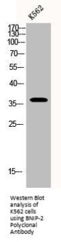 BNIP-2 Polyclonal Antibody