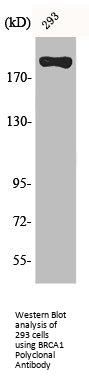 BRCA1 Antibody