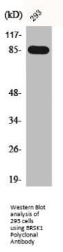 BRSK1 Antibody
