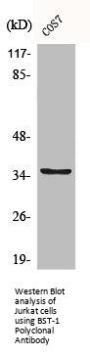 BST1 Antibody