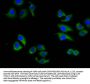 ABCC6 Antibody