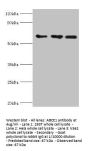 ABCE1 Antibody