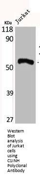 C1INH Polyclonal Antibody