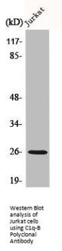 C1QB Antibody