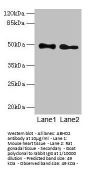 ABHD2 Antibody