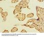 ABHD2 Antibody