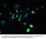 ABHD2 Antibody