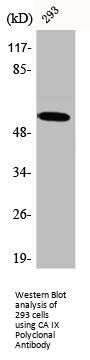 CA9 Antibody