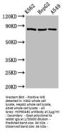 HSP90AB1 Antibody