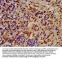 HSP90AB1 Antibody