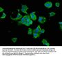 HSP90AB1 Antibody