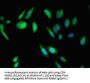 ABI2 Antibody