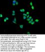 ABLIM3 Antibody