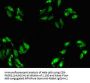 ABT1 Antibody