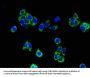 ACAA2 Antibody