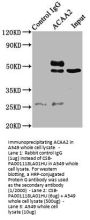 ACAA2 Antibody