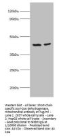 ACADS Antibody