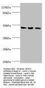 ACAT1 Antibody