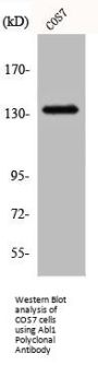 ABL1 Antibody