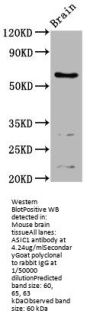 ASIC1 Antibody